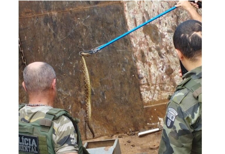 Funcionário de empresa encontra cobra cascavel dentro de caçamba, em Umuarama