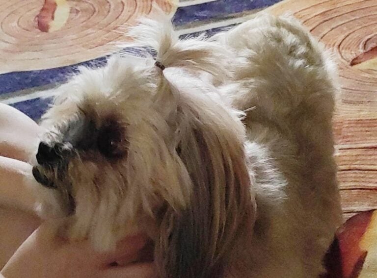 Moradora encontra cachorrinha na avenida Rio de Janeiro e procura os tutores