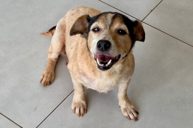 Morador de Umuarama encontra cachorrinha perdida perto do pátio da Prefeitura