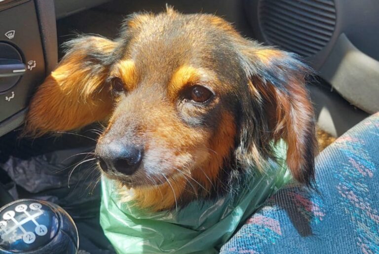 Motoboy encontra cadelinha vagando em Umuarama e busca por seu tutor