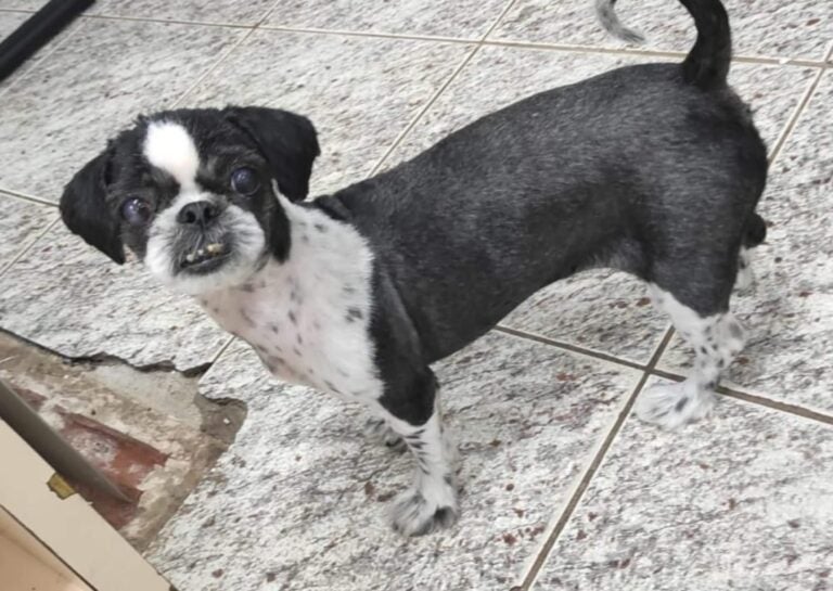 Tutora de cachorrinha é encontrada após reportagem de OBemdito
