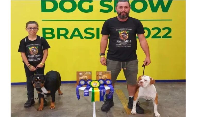 Fêmeas de Buldogue-campeiro representam Umuarama em evento e têm bons resultados