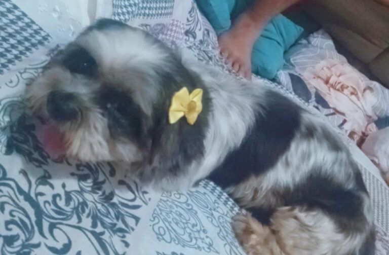 Moradora de Umuarama encontra cachorrinha perto do Samu e a acolhe