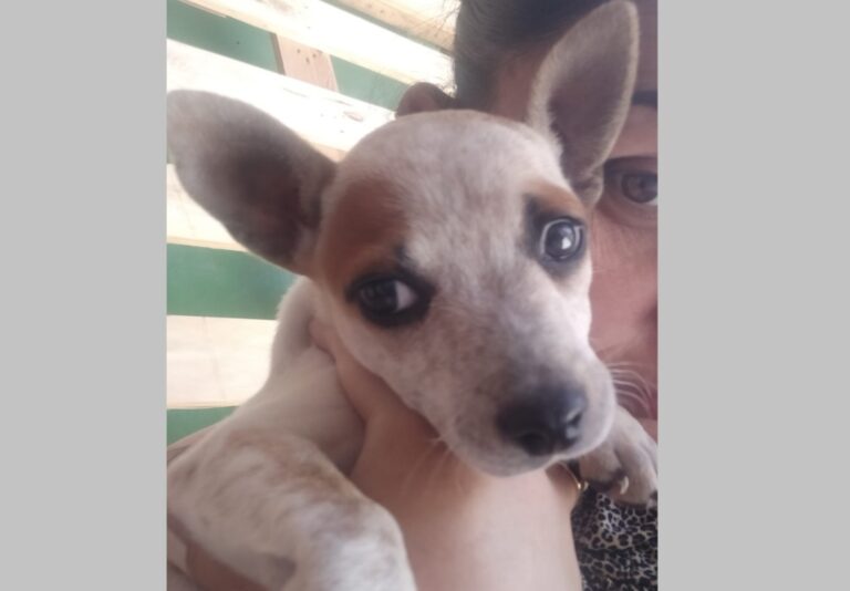 Cachorrinha Lilica é encontrada através de reportagem de OBemdito