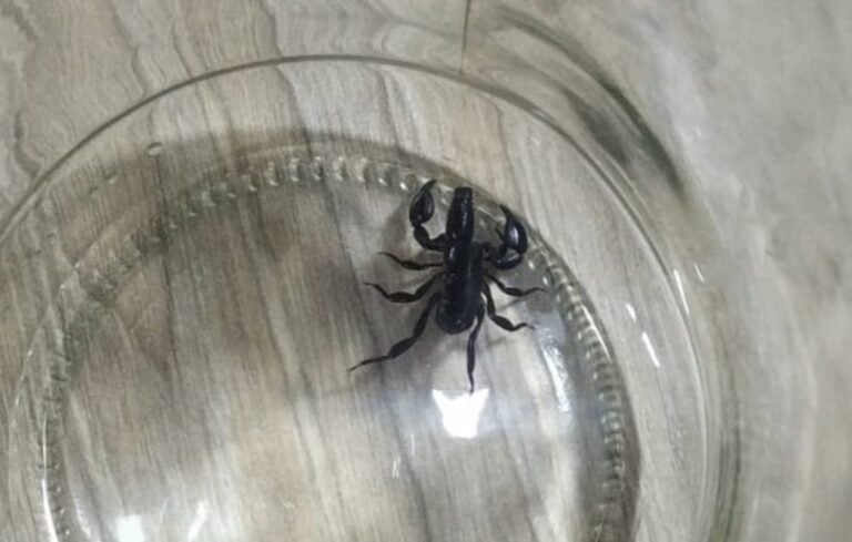 Morador encontra escorpiões em casa e se queixa de lotes baldios sem manutenção