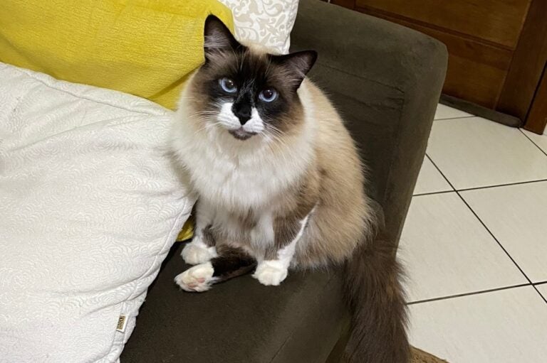 Umuarama: Gato que tem a patinha amputada desaparece na Zona II