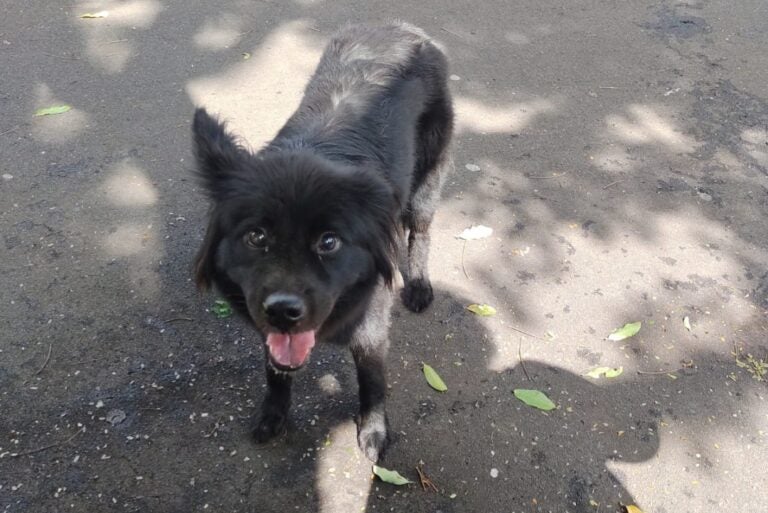 Cachorrinha é acolhida por moradora após aparecer no Conjunto Ouro Preto