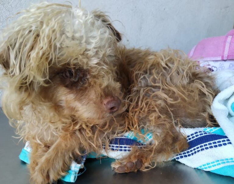 Cadelinha é abandonada na madrugada perto do aterro sanitário de Umuarama
