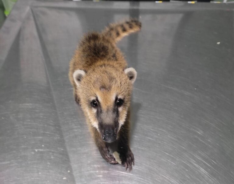 Filhote de quati é entregue ao IAT em Umuarama e recebe cuidados veterinários