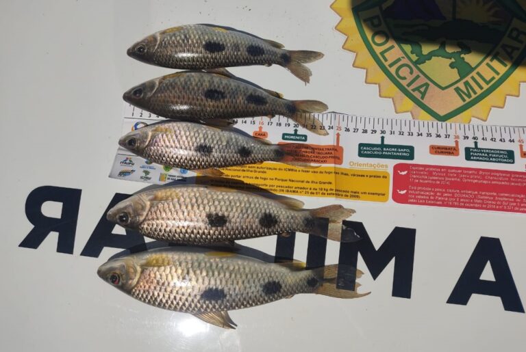 Umuarama: Polícia Ambiental solta peixes e notifica 2 homens por pesca em período proibido