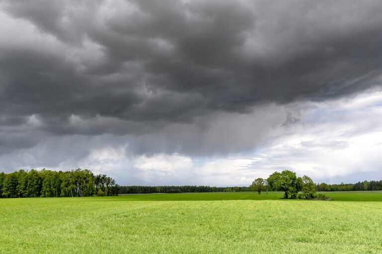 IDR-Paraná informa que dezembro foi bom para o campo mesmo com chuvas irregulares