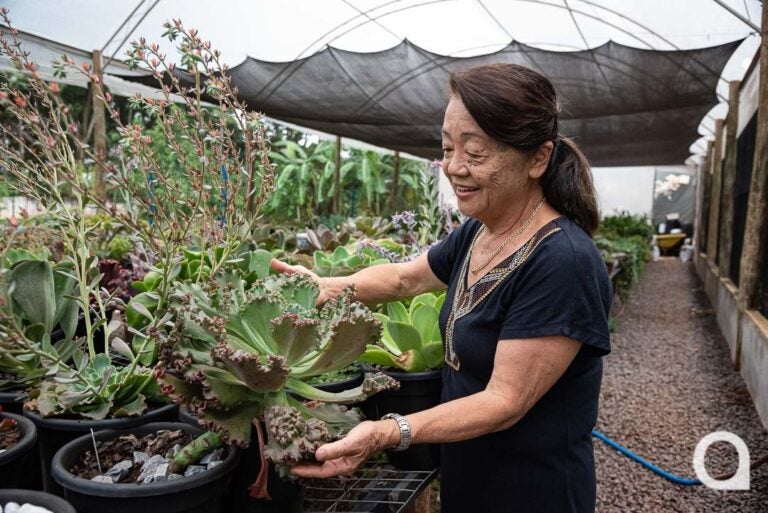 Sonho realizado: Cabeleireira transforma chácara em loja de plantas