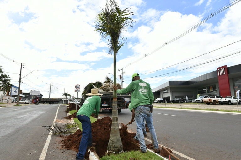 Prefeitura inicia plantio de palmeiras imperiais nos canteiros centrais da avenida Tiradentes