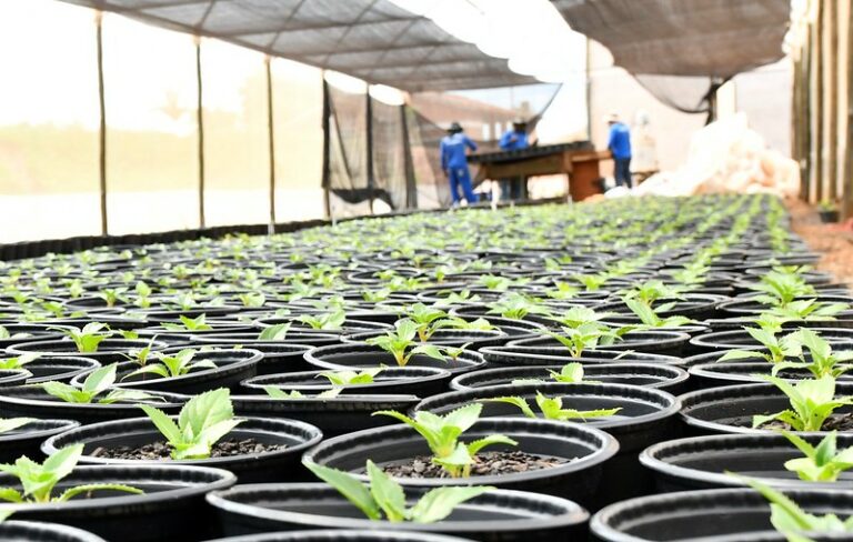 Secretaria de Meio Ambiente prepara 20 mil mudas de flores para o aniversário de Umuarama