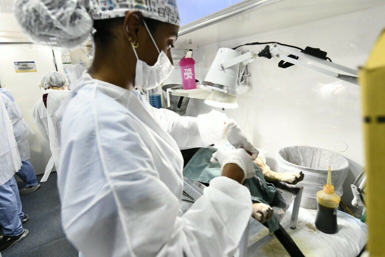 Segunda etapa do programa Castrapet esteriliza 246 cães e gatos em Umuarama