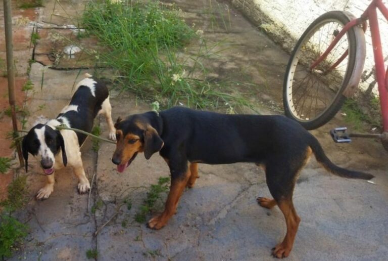 Morador de Cidade Gaúcha é multado em R$ 3 mil por maus tratos a três cães