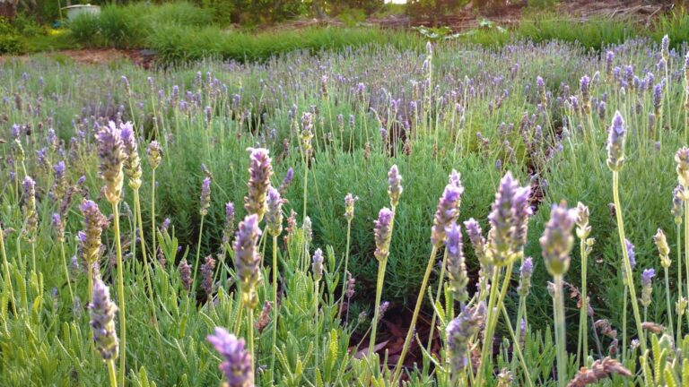 Deputados aprovam lei que cria rota turística da lavanda no Paraná, incluindo Umuarama