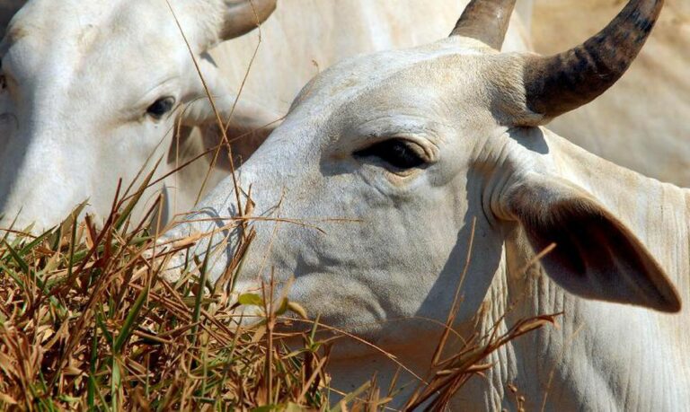 Ministério da Agricultura investiga suspeita da doença da vaca louca no Brasil