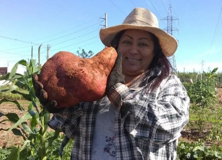Moradora de Umuarama colhe batata-doce de 6 kg em horta comunitária no bairro São Cristóvão