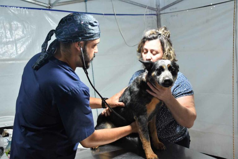 Programa CastraPet já atendeu 3.664 animais em 26 municípios paranaenses