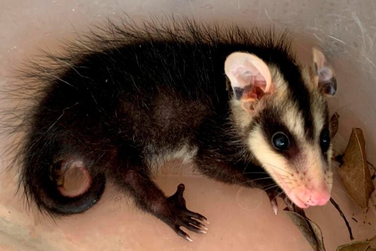 Animais silvestres em casa? Saiba o que fazer ao se deparar com uma serpente ou gambá