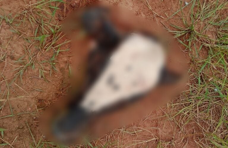 Bandidos furtam gado em propriedade rural de Umuarama e deixam apenas a cabeça no pasto