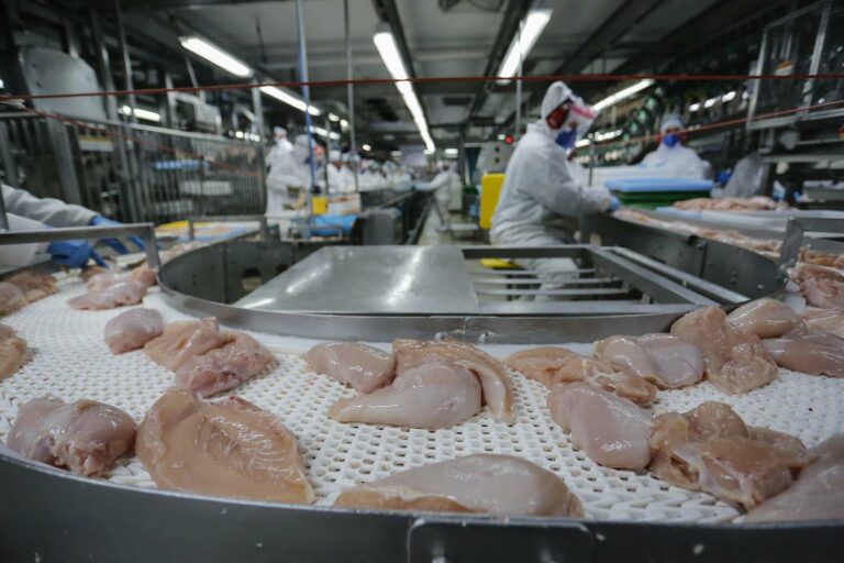 Paraná liderou produção nacional de frangos em 2022; indústria de suínos também cresceu