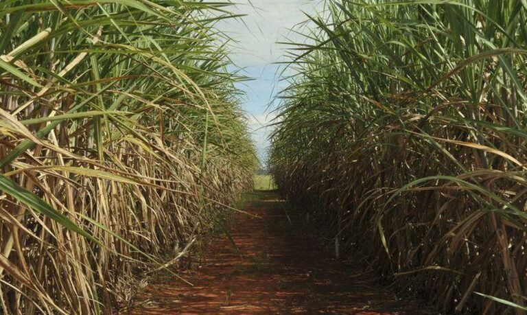 Produção de cana no Brasil deve crescer e chegar a 610 milhões de toneladas