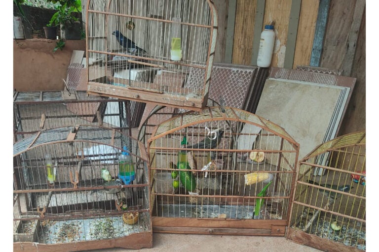Fiscais do IAT resgatam seis aves silvestres de criador clandestino em Perobal