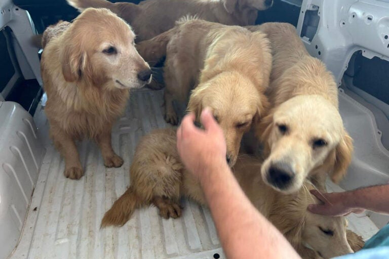 Polícia Civil resgata 28 cães em situação de maus-tratos e prende homem no Paraná