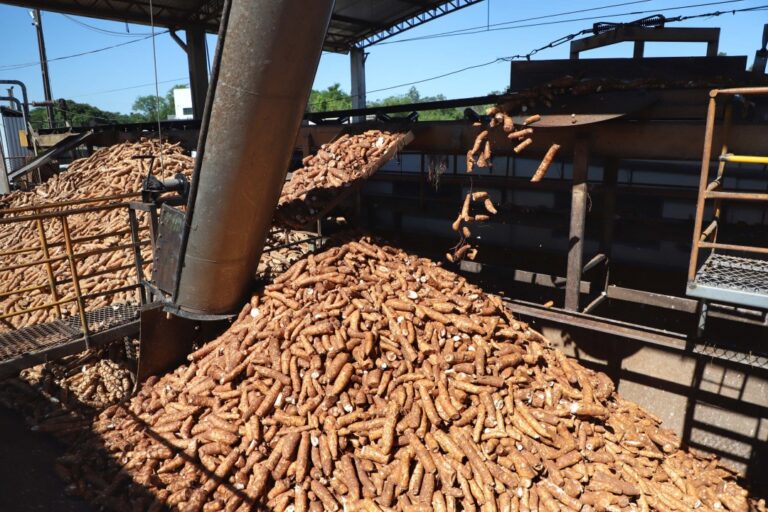 Com aumento de 15%, Paraná deve colher 3,1 milhões de toneladas de mandioca em 2023