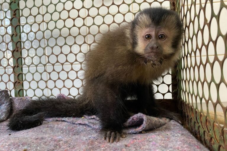 Macaco-prego ferido é resgatado pelo IAT de Cianorte e se recupera após cirurgia