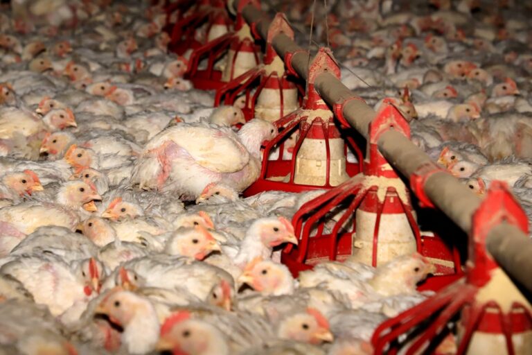 63,8% dos produtores rurais cadastraram seus rebanhos de animais, aponta Adapar