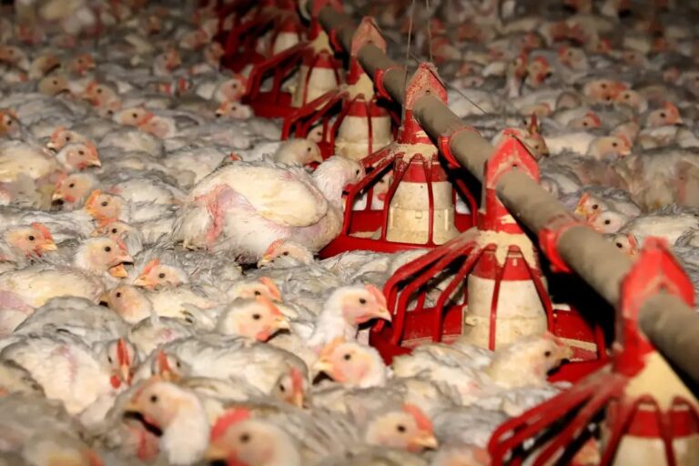 Confirmado primeiro caso de gripe aviária em animais domésticos no Brasil