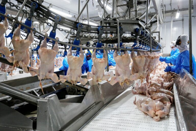 Paraná conquista liderança nacional nas exportações de carne de frango no 1º semestre