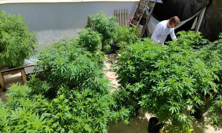 Anvisa proíbe importação de cannabis in natura e também de partes da planta ou flores