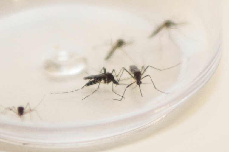 Regional de Saúde de Umuarama registra 12 casos de dengue no novo ano epidemiológico