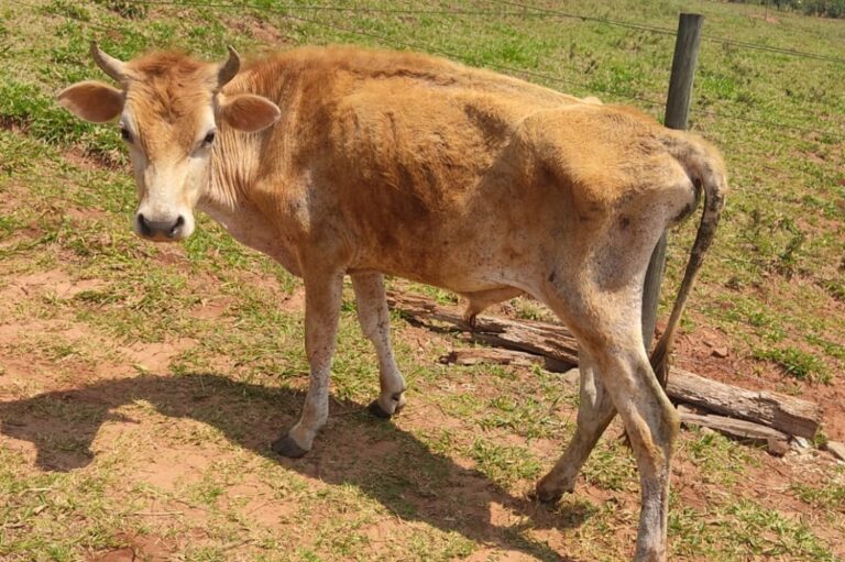 Polícia Ambiental encontra animais anêmicos e cheios de carrapatos em Umuarama