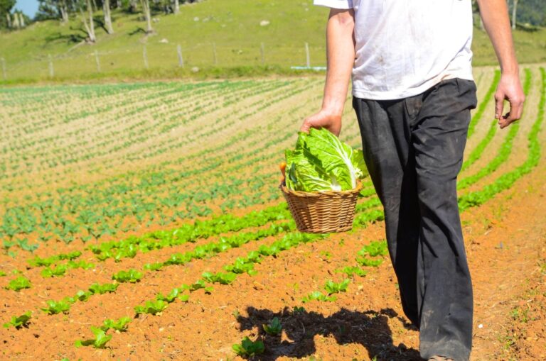 Chuvas acima da média impactam no preço da horticultura no Paraná, aponta Deral