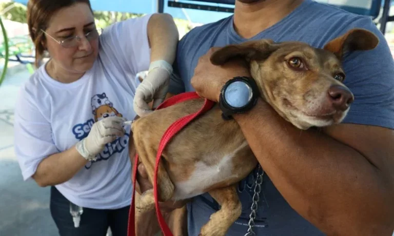 Confirmação de caso de raiva em cachorro na cidade de Cascavel coloca o Paraná em alerta