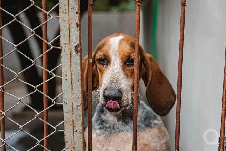 Saau promove feiras de adoção de cães e gatos neste fim de semana em Umuarama
