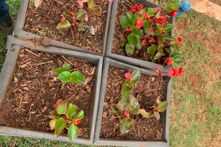Prefeitura pede apoio da população após furtos de plantas em espaços públicos em Cruzeiro do Oeste