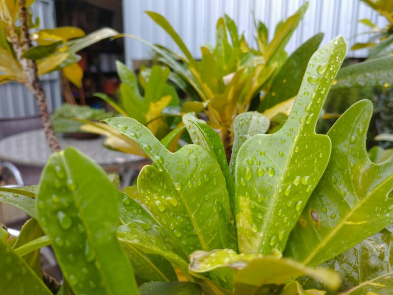 Chuva volta à região de Umuarama e deixa temperaturas mais baixas; Inmet prevê temporal