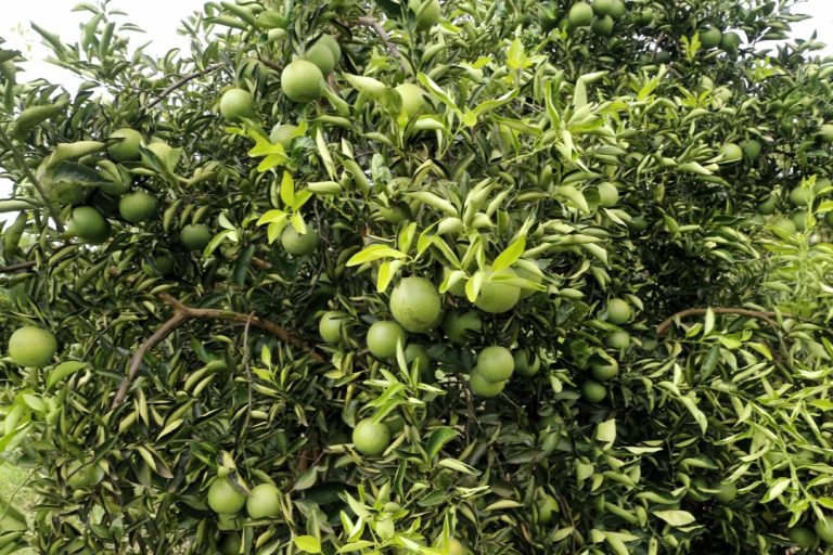 Paraná decreta emergência fitossanitária para combater o greening, doença que afeta os citros