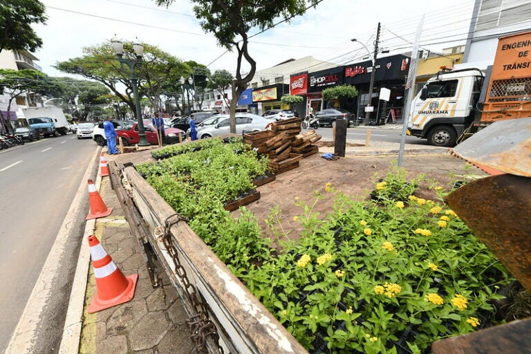 Revitalização no paisagismo deixa a avenida Paraná mais bonita para o Natal