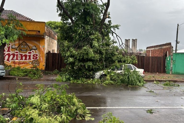 Temporal atinge a região, derruba árvores e causa pontos de alagamento em Umuarama