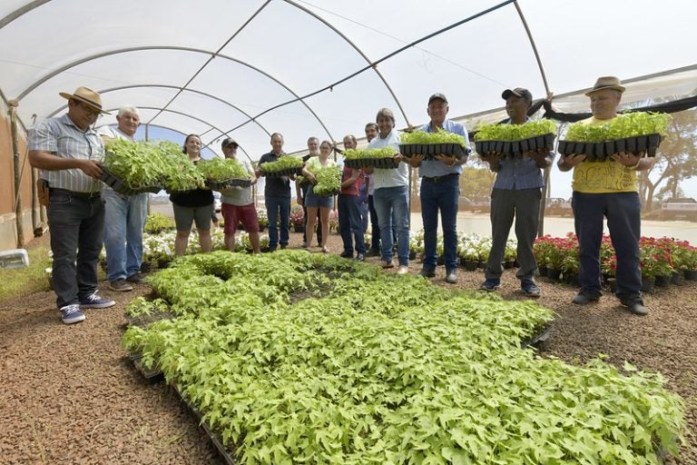 Agricultura distribui 1.500 mudas de mamão para pequenos agricultores de Umuarama