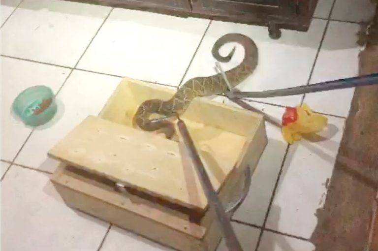 Duas cobras cascavéis são encontradas dentro de residências em Sarandi