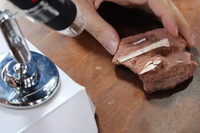 Curso técnico ensinará a preparação de fósseis de pterossauros em Cruzeiro do Oeste