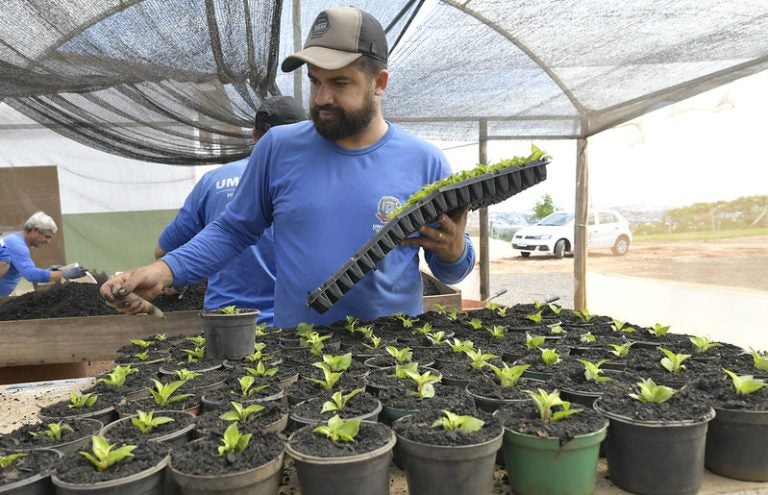 Secretaria de Meio Ambiente prepara 18 mil mudas de flores para o aniversário de Umuarama
